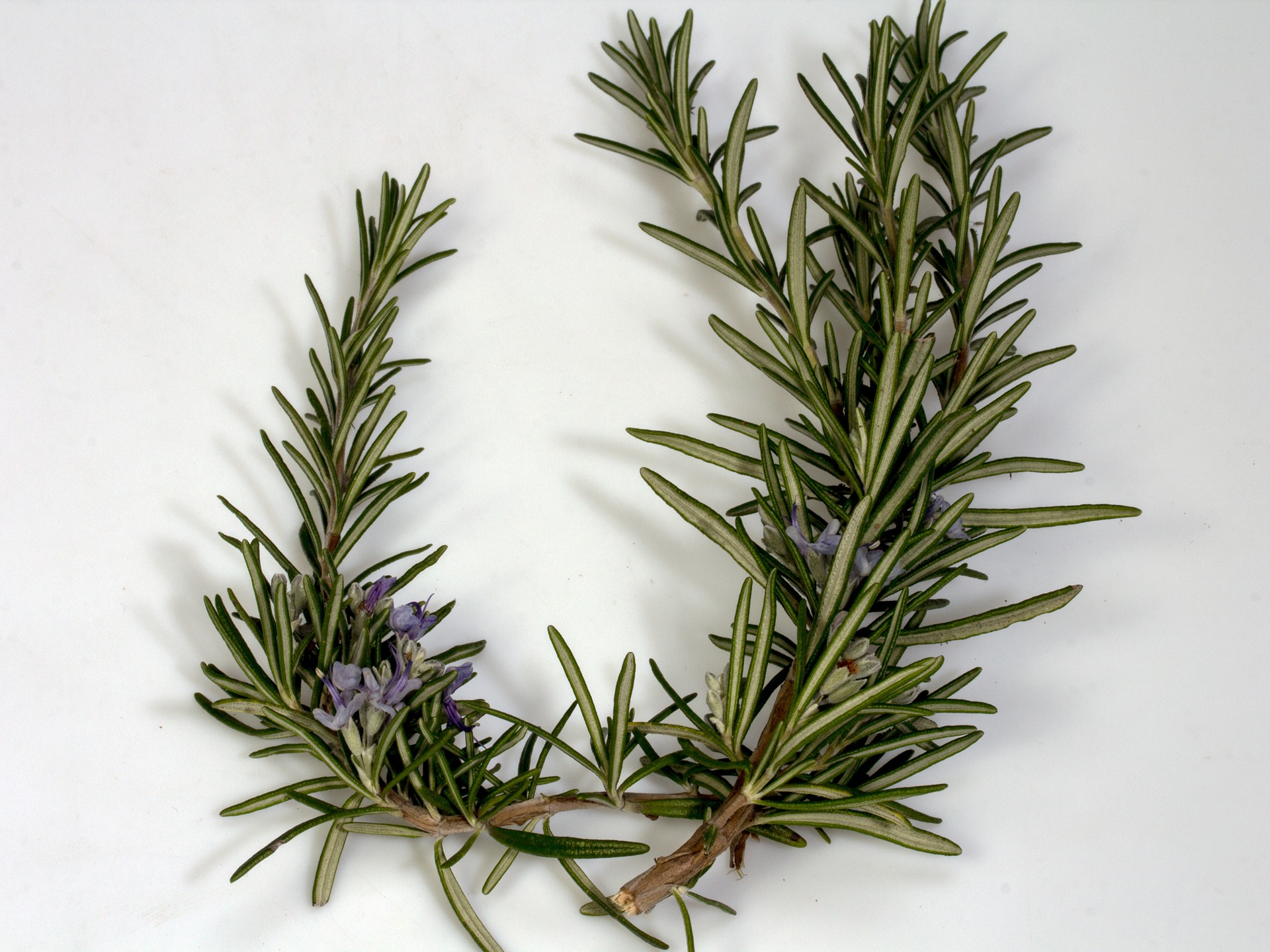 benefits-of-rosemary-oil-in-hindi