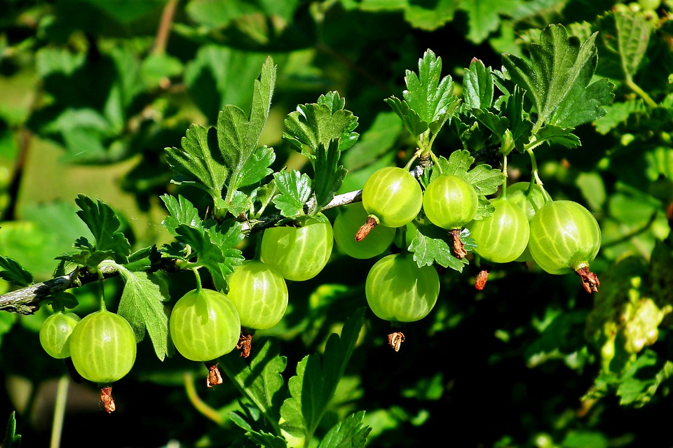 benefits of amla powder