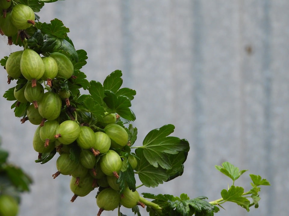 benefits of amla powder