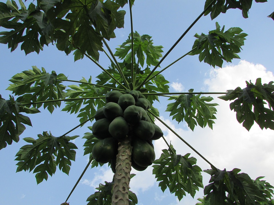 benefits of papaya leaves-mishry